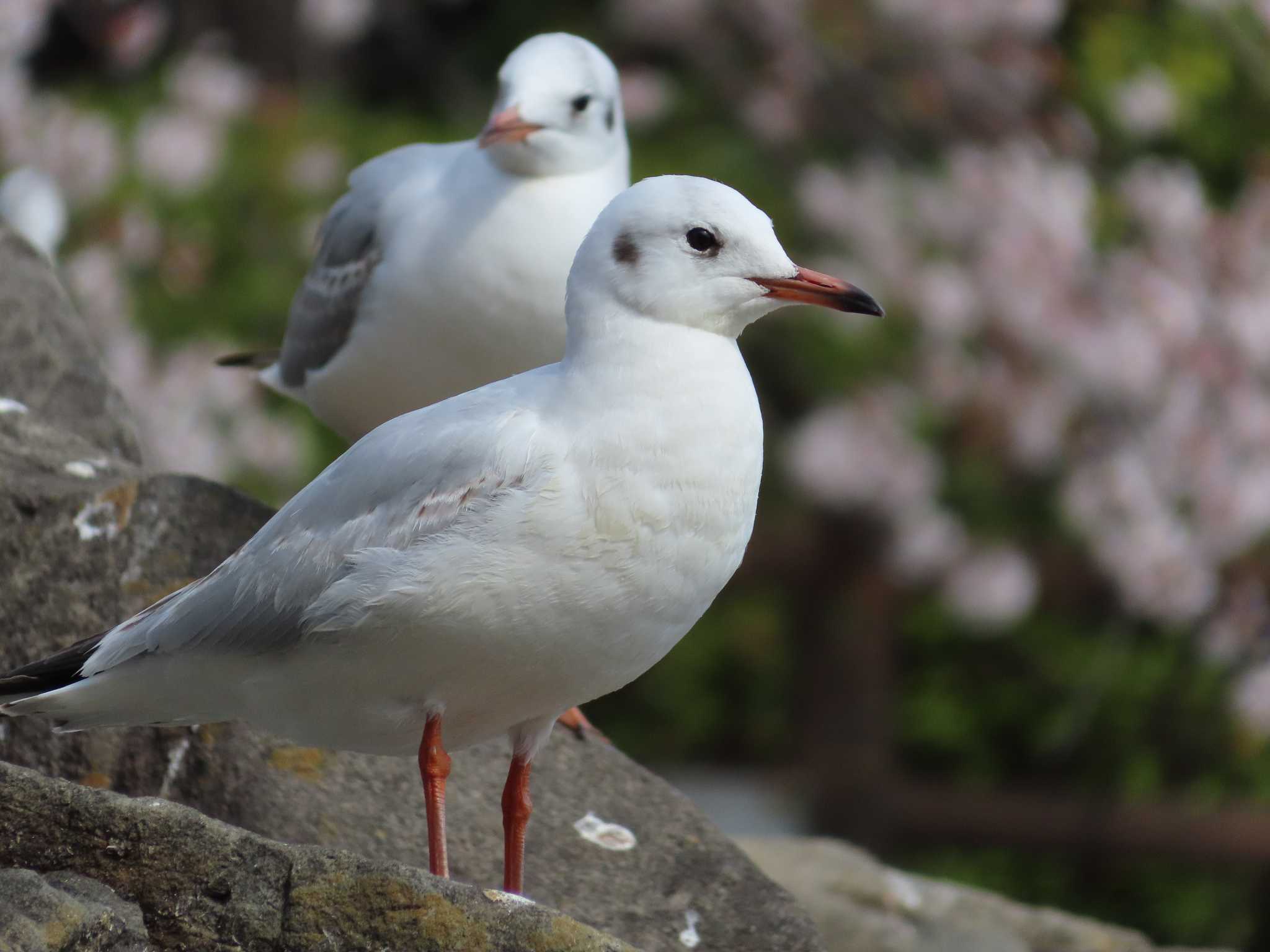 大池親水公園 ユリカモメの写真