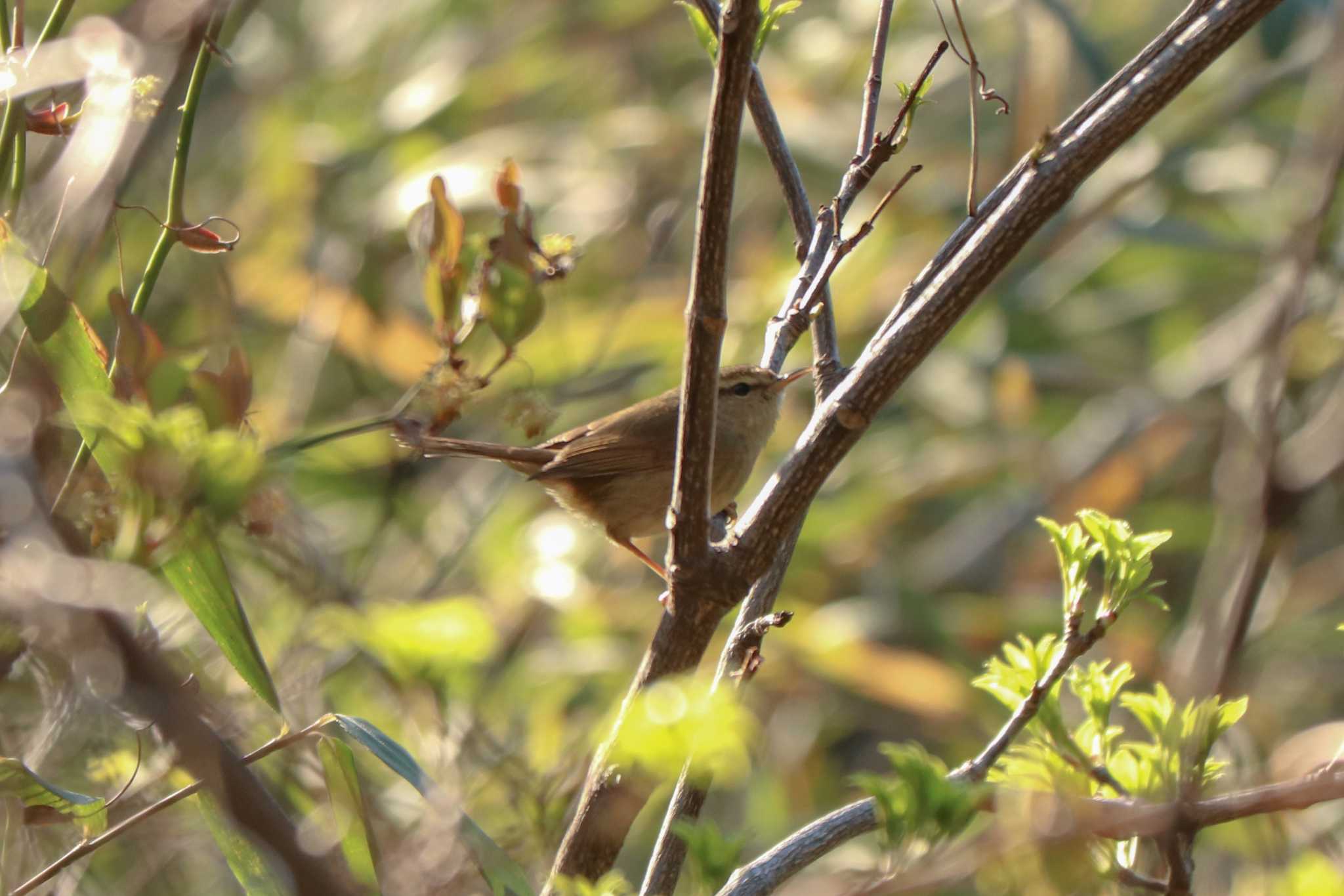 Photo of Japanese Bush Warbler at Mitsuike Park by Yuka