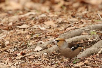 Hawfinch Shinjuku Gyoen National Garden Thu, 3/10/2016