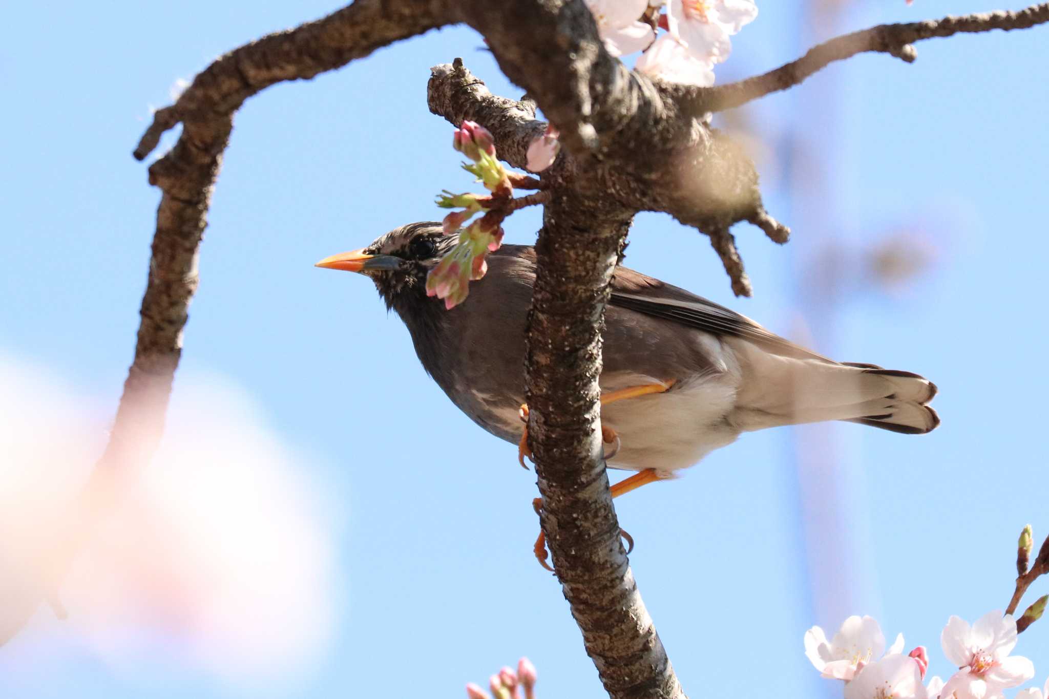 White-cheeked Starling