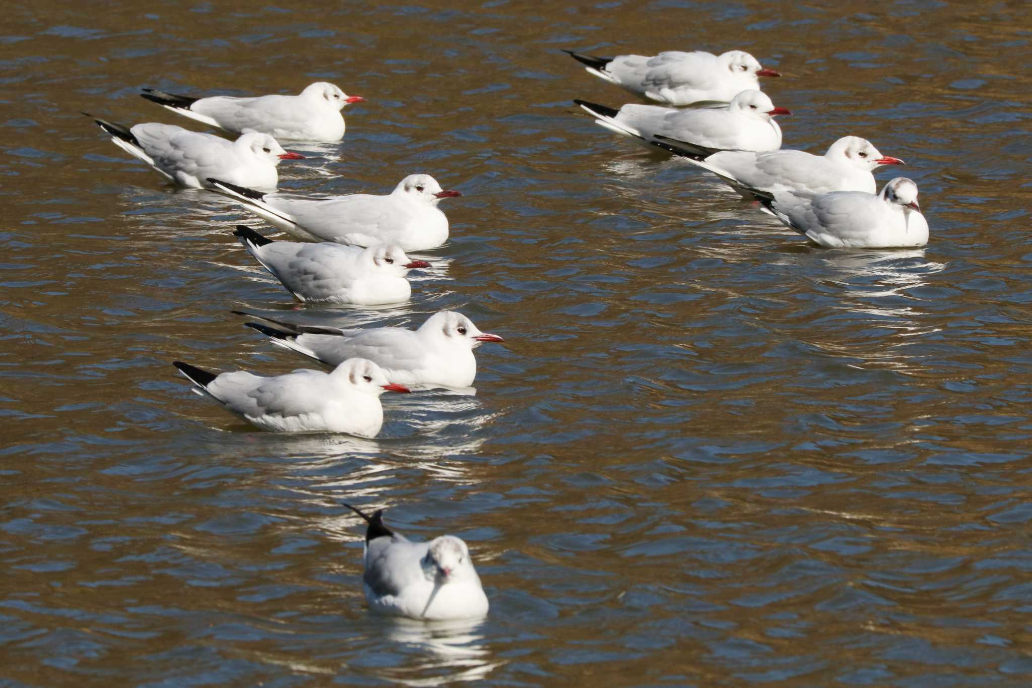 Photo of Black-headed Gull at Mitsuike Park by Yuka