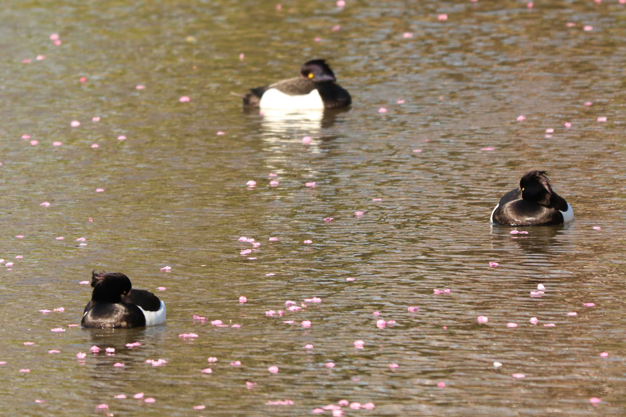 Photo of Tufted Duck at Mitsuike Park by Yuka