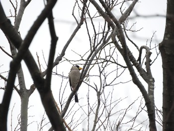 Japanese Grosbeak 彩湖 Mon, 3/30/2020