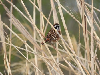 Meadow Bunting 彩湖 Mon, 3/30/2020