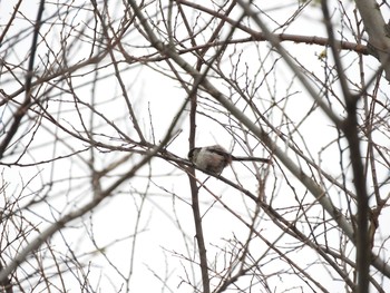 Long-tailed Tit 彩湖 Mon, 3/30/2020