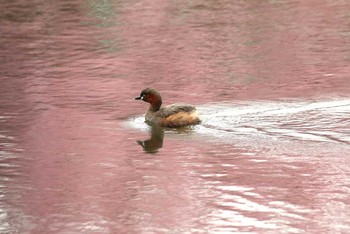 Little Grebe Shinjuku Gyoen National Garden Thu, 3/10/2016