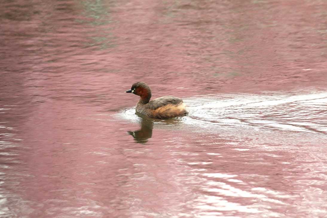 Photo of Little Grebe at Shinjuku Gyoen National Garden by モカ