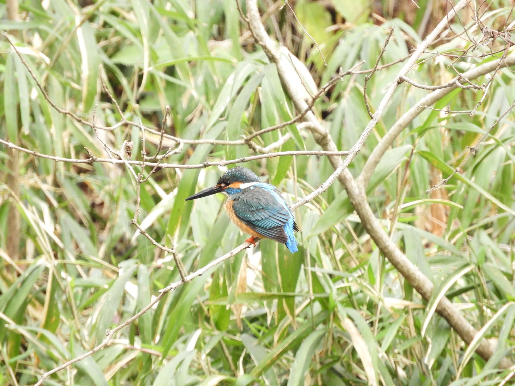 Photo of Common Kingfisher at Shakujii Park by アカウント2198