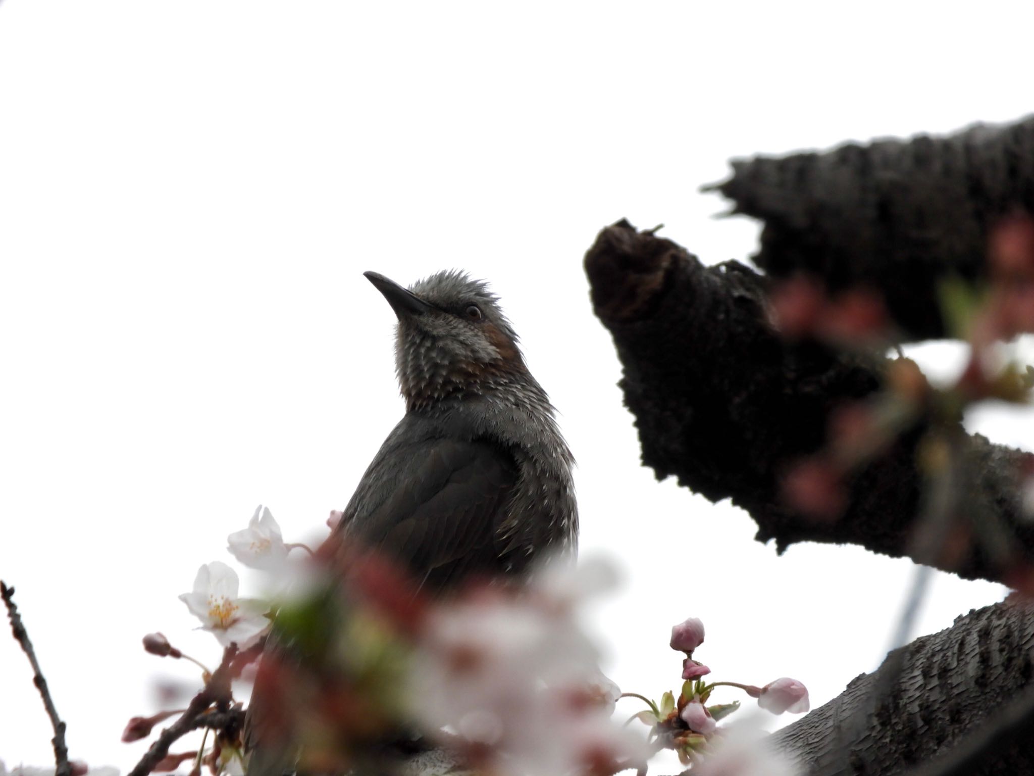 Photo of Brown-eared Bulbul at Shakujii Park by アカウント2198