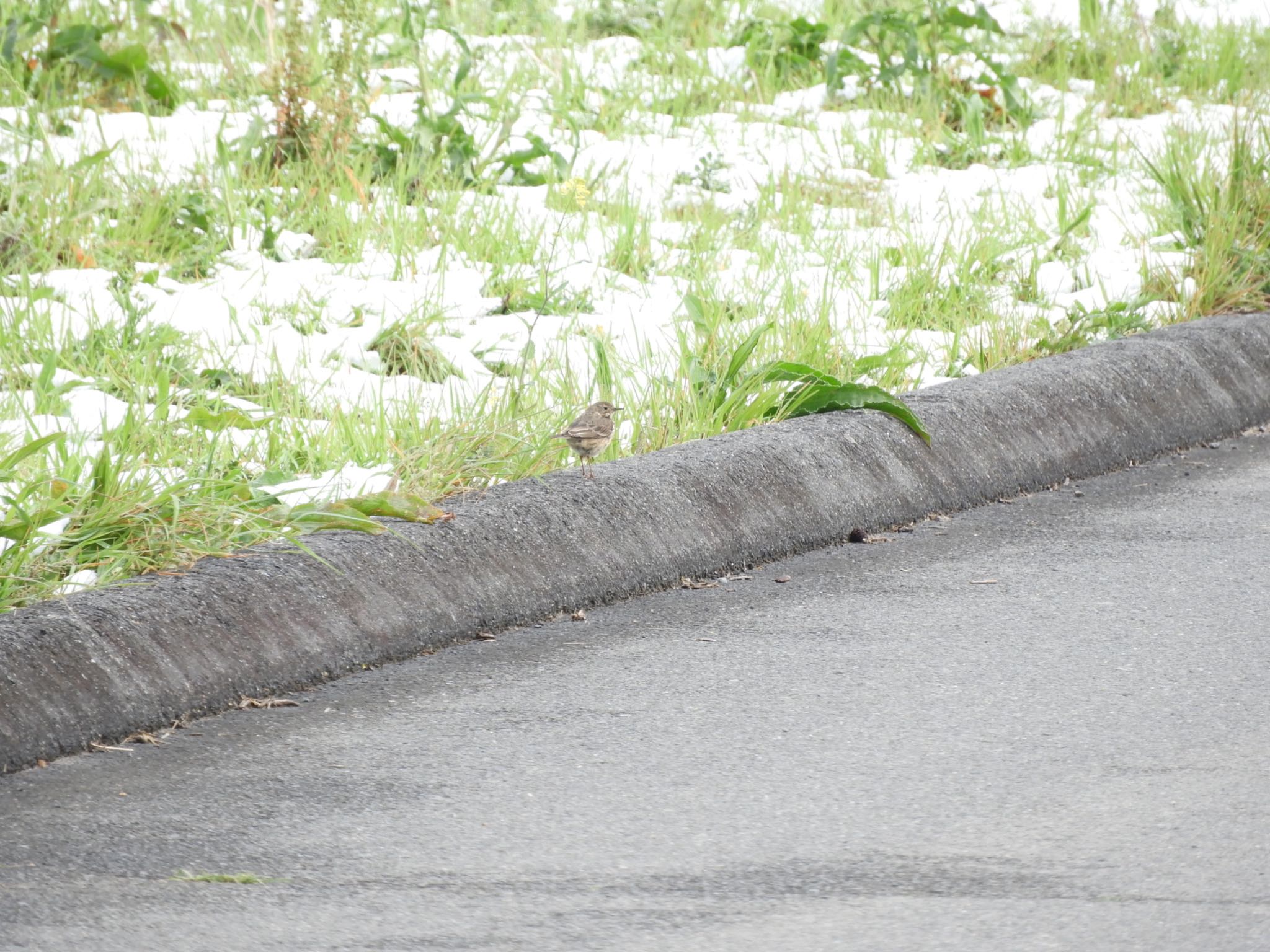 Photo of Water Pipit at 彩湖 by アカウント2198