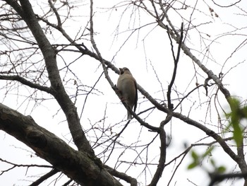 Hawfinch 彩湖 Mon, 3/30/2020