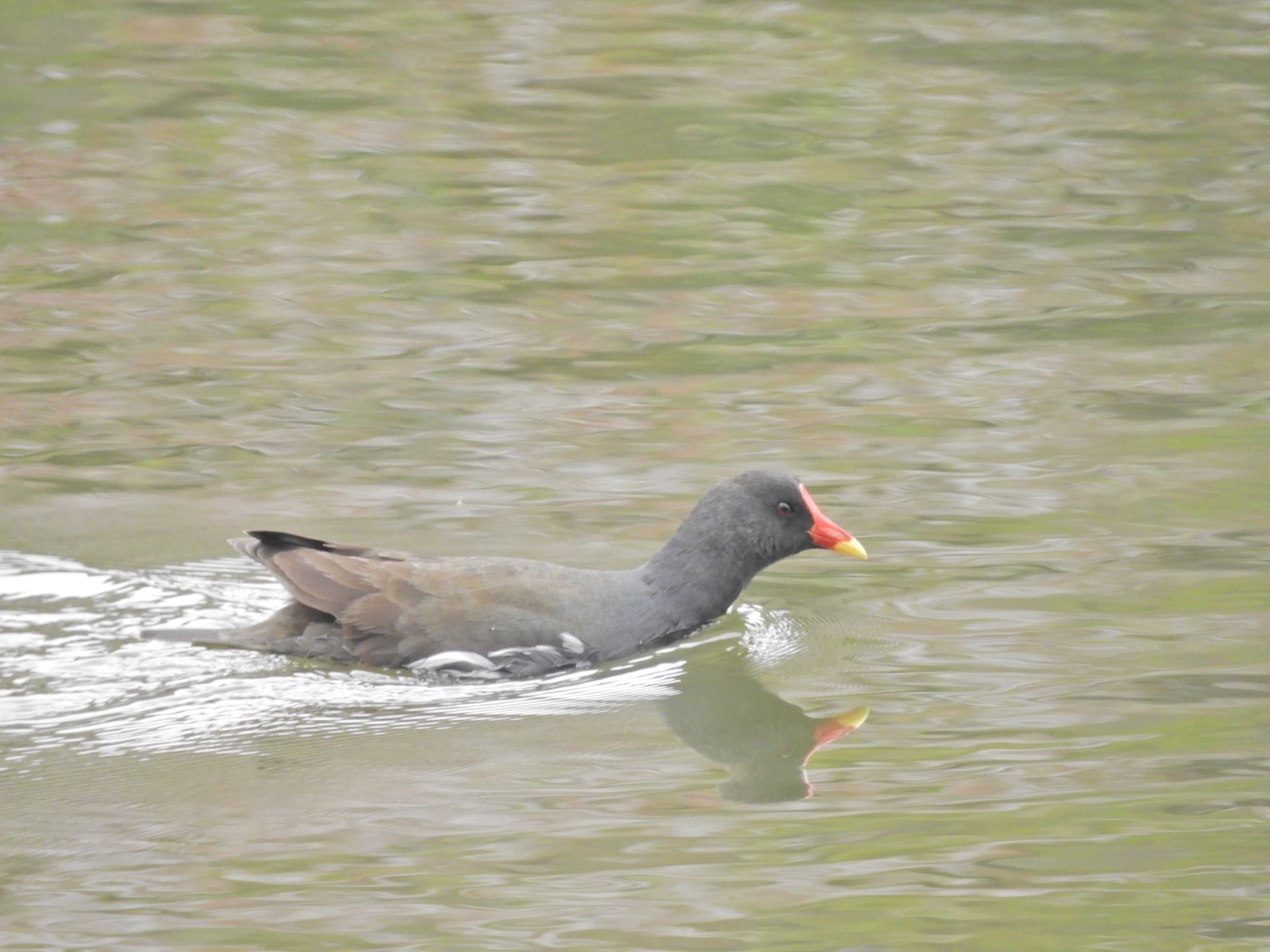 Photo of Common Moorhen at Shakujii Park by アカウント2198