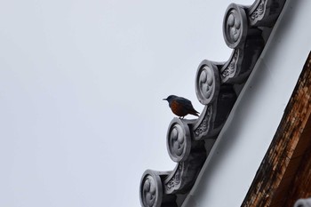 Blue Rock Thrush 滋賀県 Sun, 3/29/2020