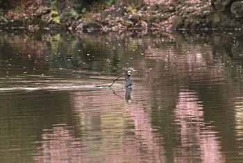 Great Cormorant Shinjuku Gyoen National Garden Thu, 3/10/2016