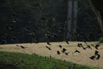 Japanese Grosbeak 東京 Sat, 3/12/2016