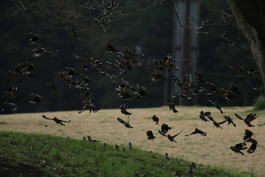 Photo of Japanese Grosbeak at 東京 by モカ