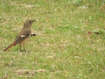 Daurian Redstart 倉敷市藤戸町 Tue, 3/31/2020