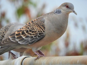 Oriental Turtle Dove 倉敷市藤戸町 Tue, 3/31/2020