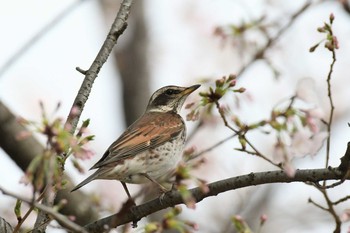 Tue, 3/31/2020 Birding report at 夙川河川敷緑地(夙川公園)
