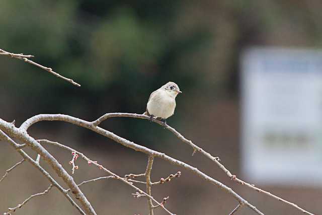 八柱霊園 オジロビタキの写真 by natoto