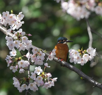 Common Kingfisher 東京都 Wed, 3/25/2020