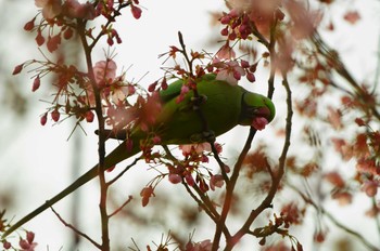 ワカケホンセイインコ 野川 2020年3月22日(日)