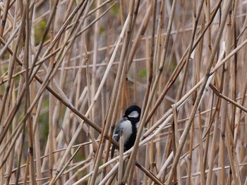 Japanese Tit 善福寺公園 Tue, 3/31/2020