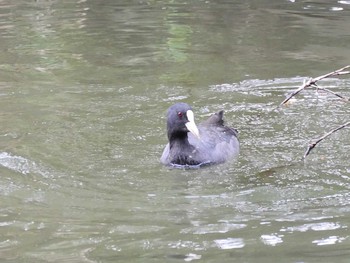 オオバン 善福寺公園 2020年3月31日(火)