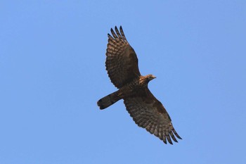 Crested Honey Buzzard Angkor Wat Mon, 2/24/2020