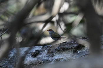 Red-browed Finch Iron Range National Park Tue, 10/15/2019