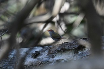 フヨウチョウ アイアンレンジ国立公園 2019年10月15日(火)