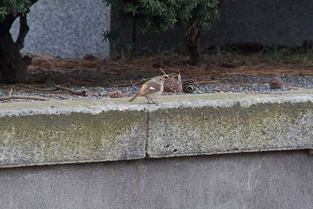 八柱霊園 ジョウビタキの写真 by natoto