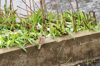 Masked Bunting 大沼親水公園 Sun, 3/29/2020