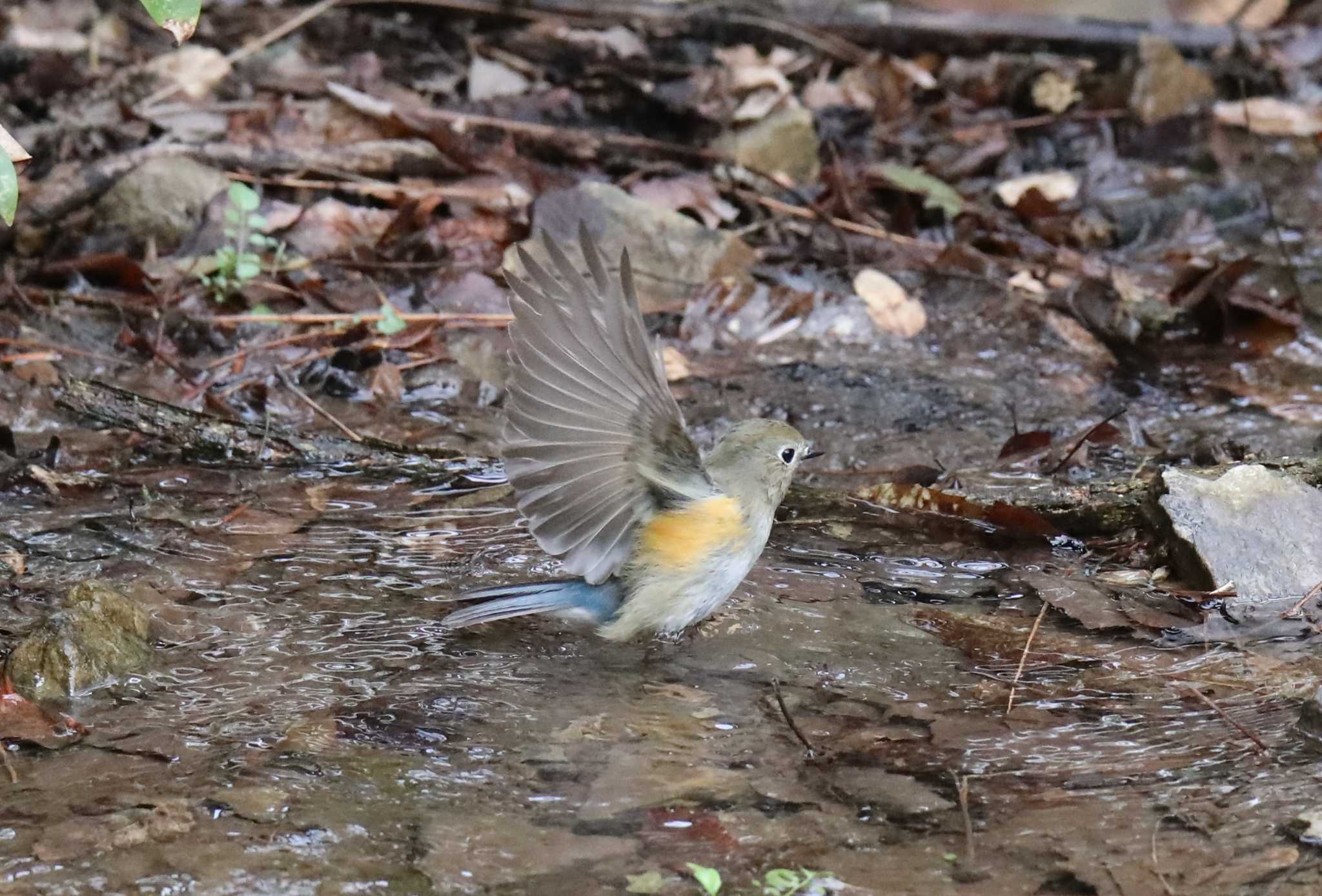 ささや ま の 森 公園 野鳥