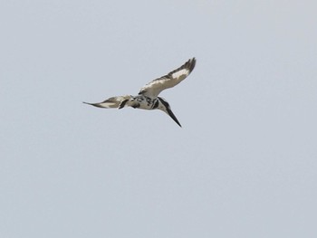 Pied Kingfisher Havelock Island Sun, 7/4/2010