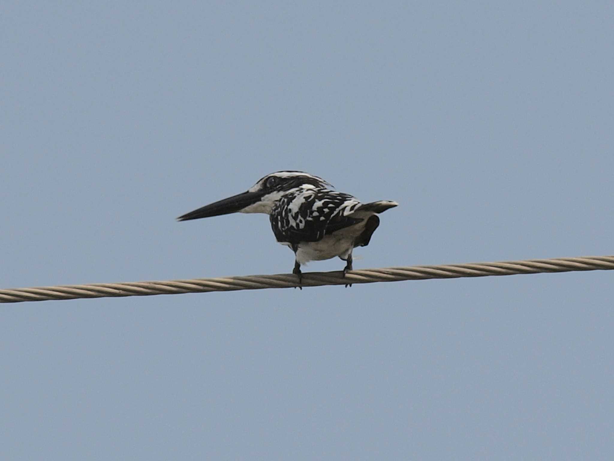 Pied Kingfisher