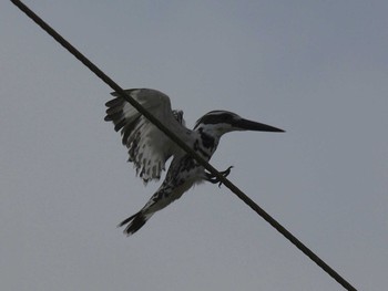 Pied Kingfisher Havelock Island Sun, 7/4/2010