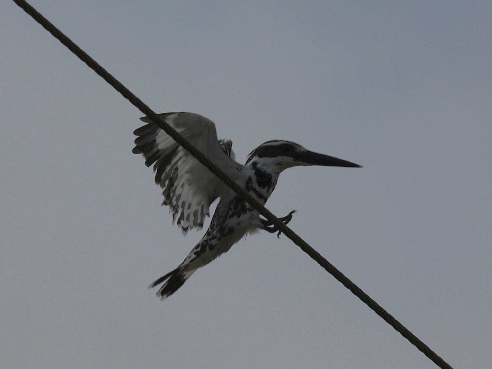 Pied Kingfisher