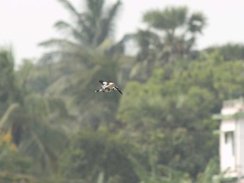 Pied Kingfisher Havelock Island Sun, 7/4/2010