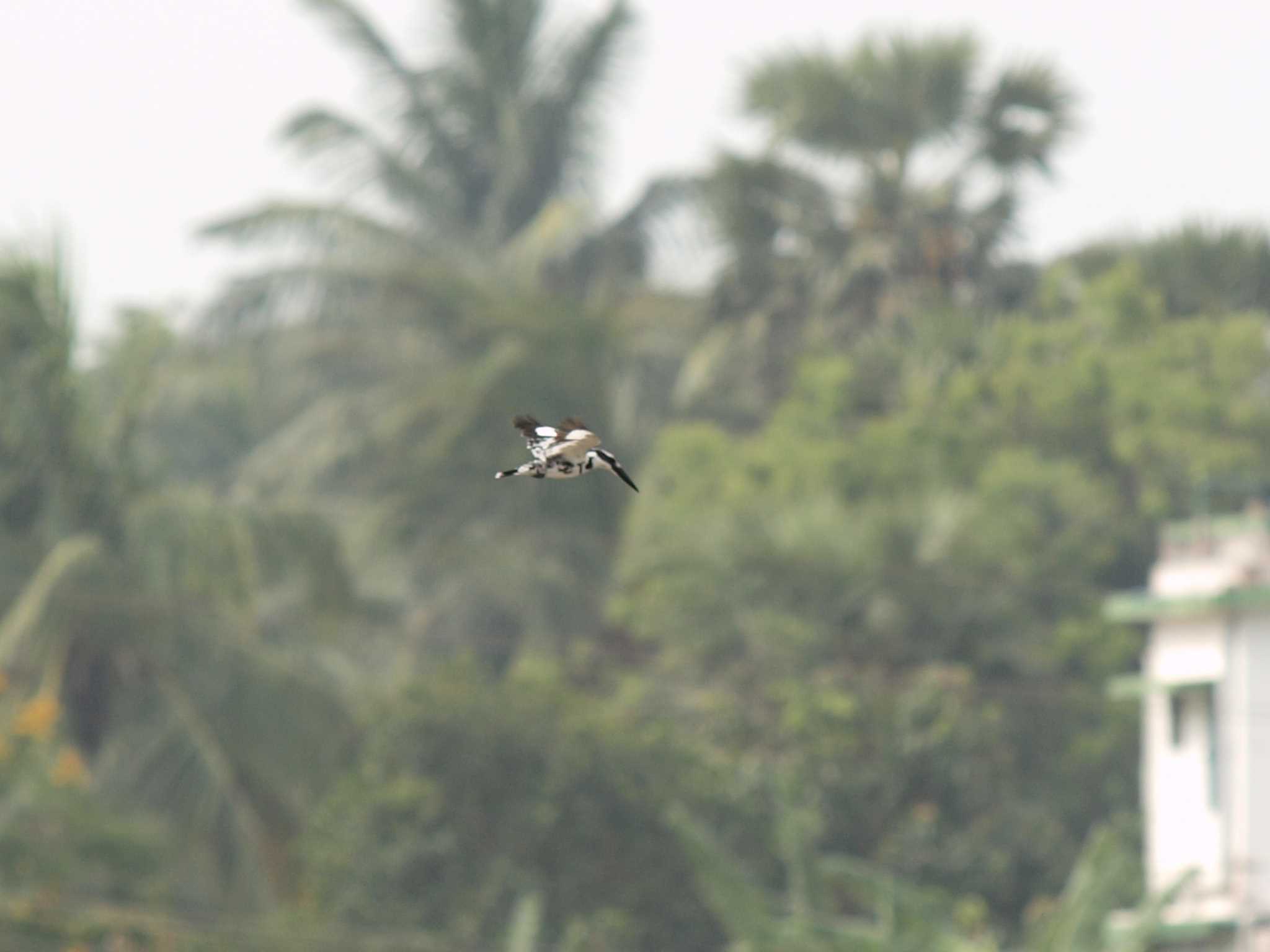 Pied Kingfisher