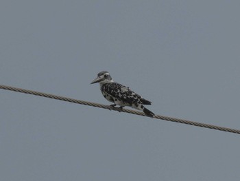 Pied Kingfisher Havelock Island Sun, 7/4/2010