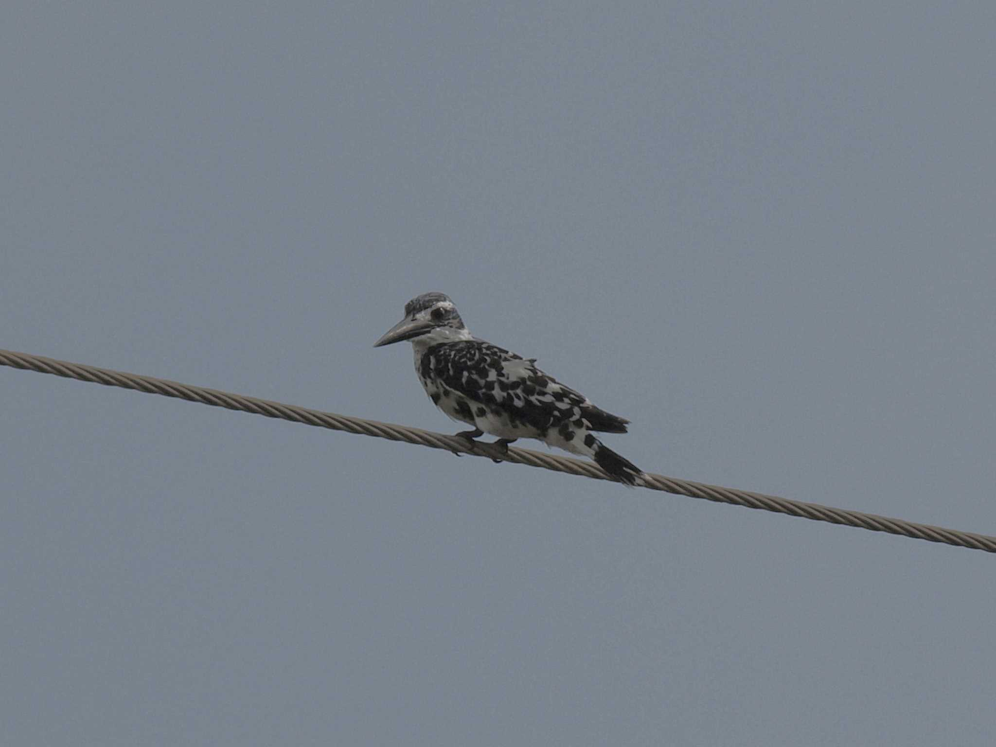 Pied Kingfisher