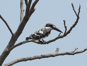 Pied Kingfisher Havelock Island Sun, 7/4/2010