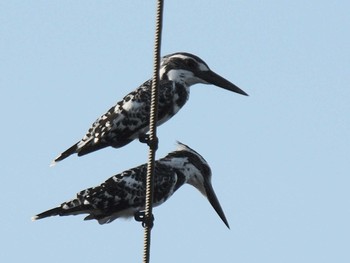 Pied Kingfisher Havelock Island Sun, 7/4/2010