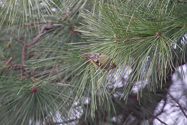 八柱霊園 キクイタダキの写真 by natoto