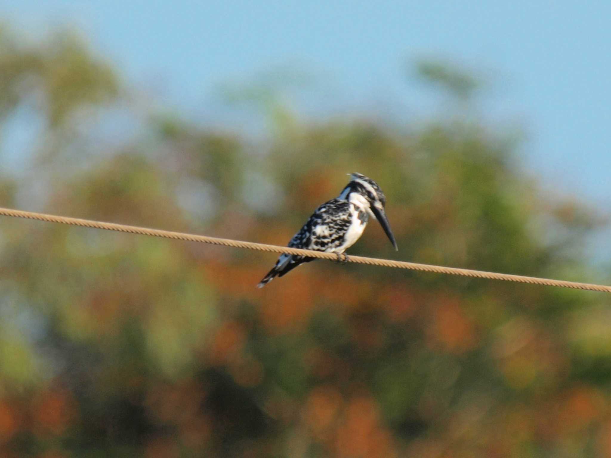 Pied Kingfisher