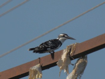 Pied Kingfisher Havelock Island Sun, 7/4/2010