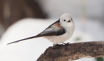 Long-tailed tit(japonicus) Asahiyama Memorial Park Thu, 4/30/2020