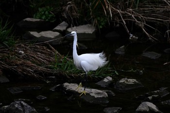 Little Egret 京都市 Sat, 3/7/2020