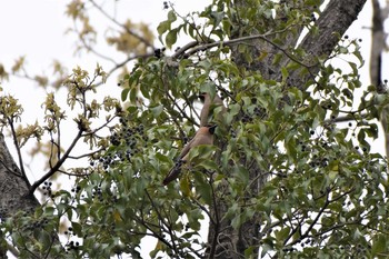 Japanese Waxwing 荒川大麻生公園 Tue, 3/31/2020